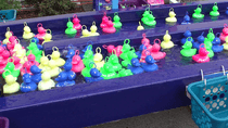 Pêche aux canards